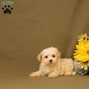 Elliot, Maltipoo Puppy